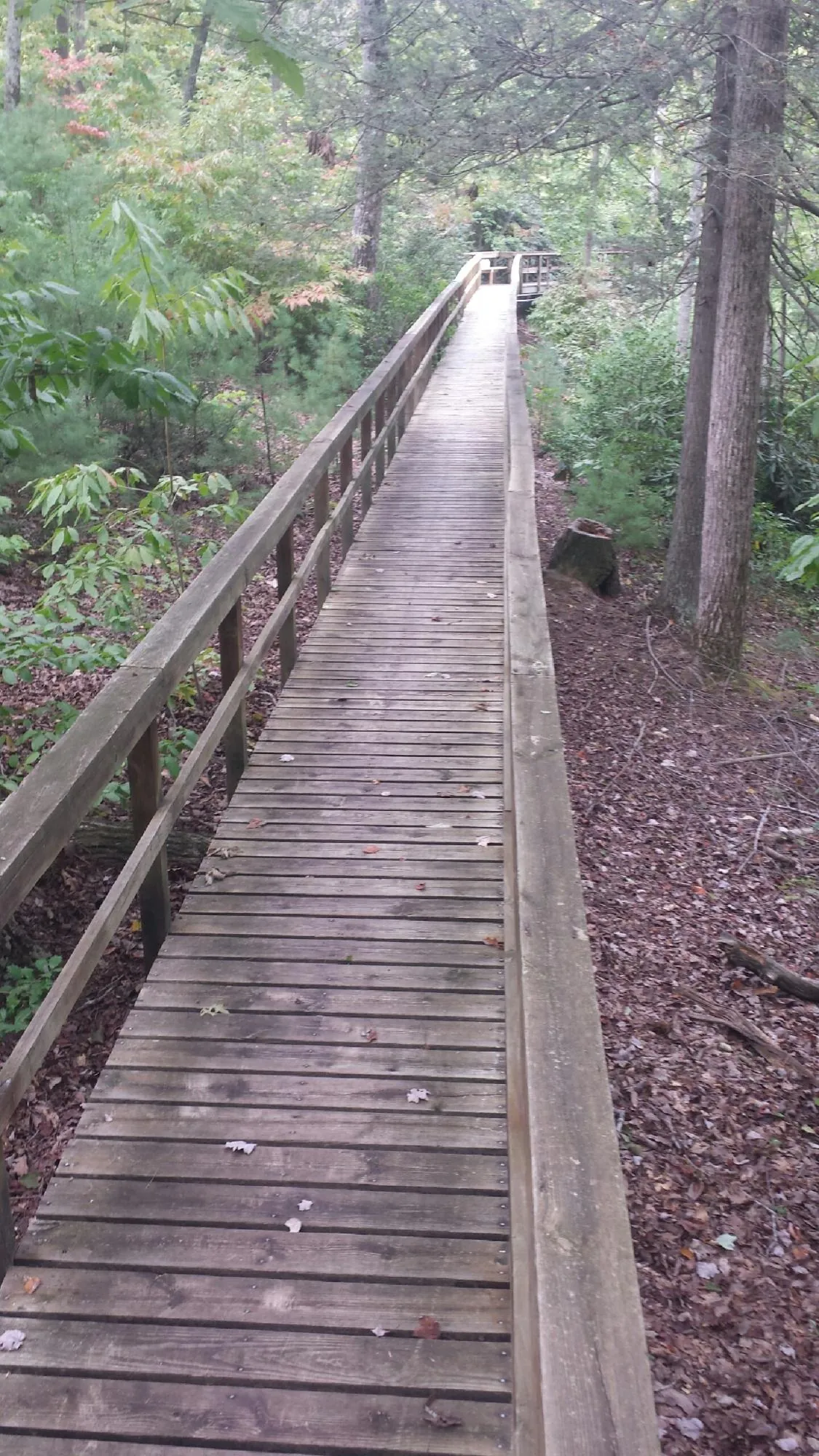 Long wood walkway with handrails built through the woods in Woodbine